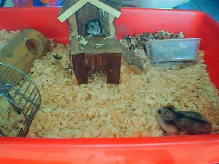 Dværghamster Kirsten billede 7