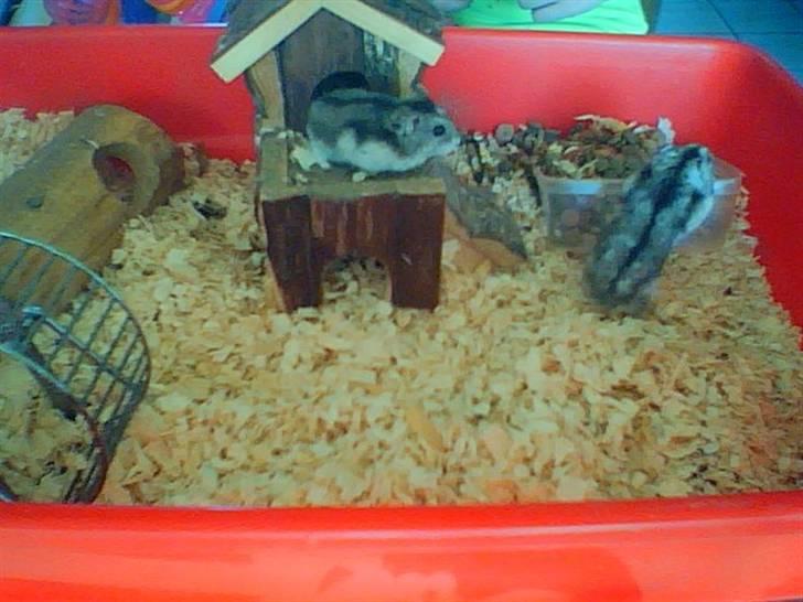 Dværghamster Kirsten billede 8