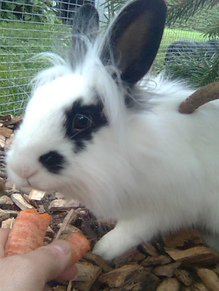 Kanin Silke - Silke billede 1