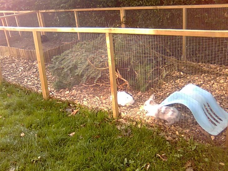 Kanin Silke - Silke leger med mercedes billede 2