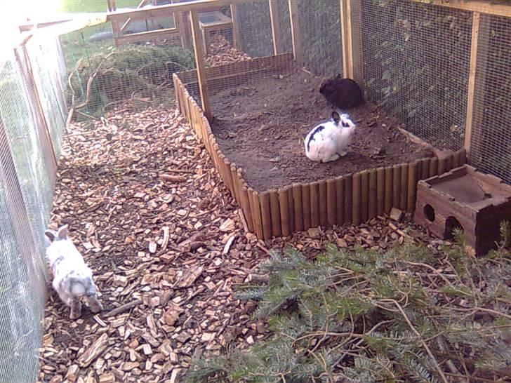 Kanin Silke - Silke sidder i sandkassen billede 3