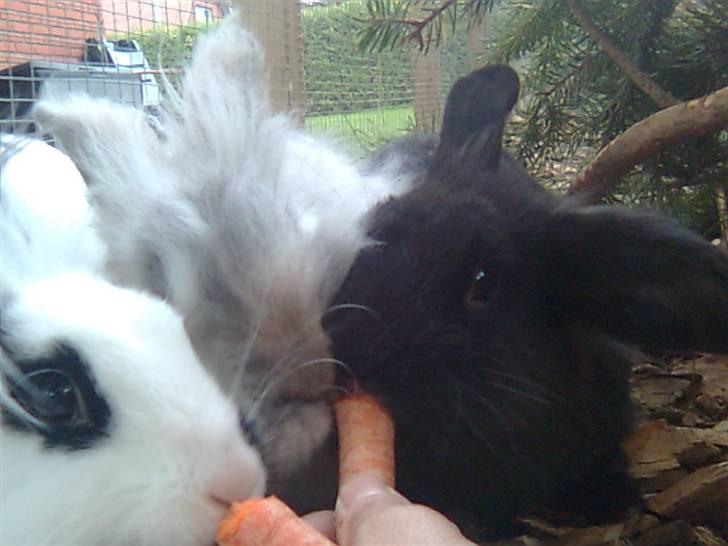 Kanin Silke - nam nam billede 4