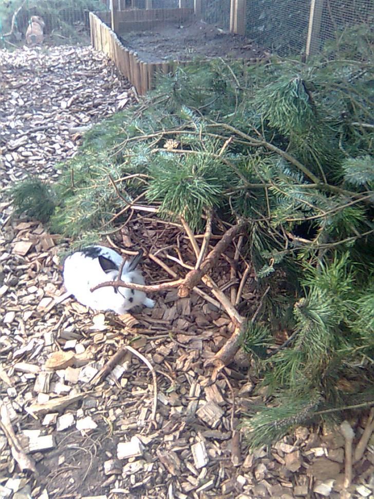 Kanin Silke - elsker at gemme sig under granet billede 5