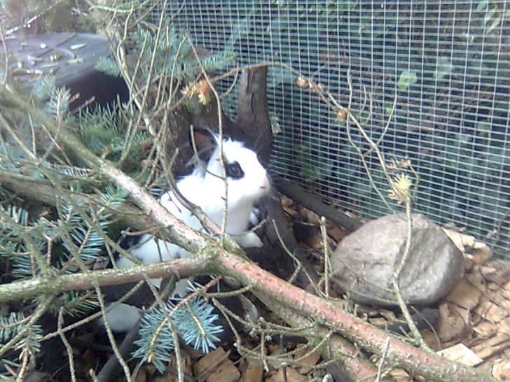 Kanin Silke - kuk kuk billede 6