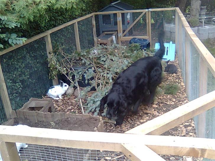 Kanin Silke billede 7