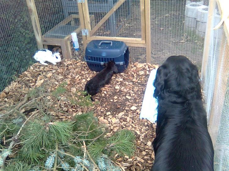 Kanin Silke billede 8