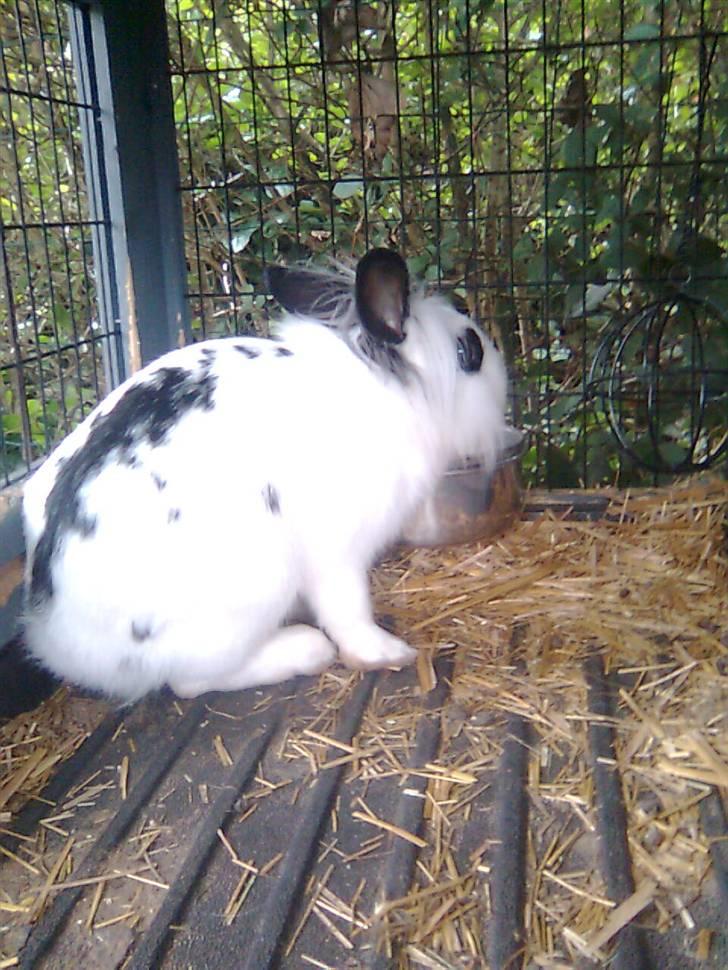 Kanin Silke billede 9