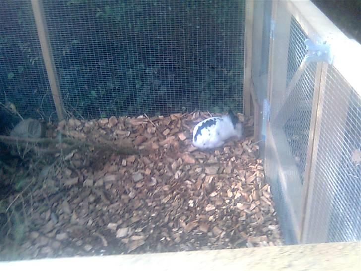 Kanin Silke billede 10