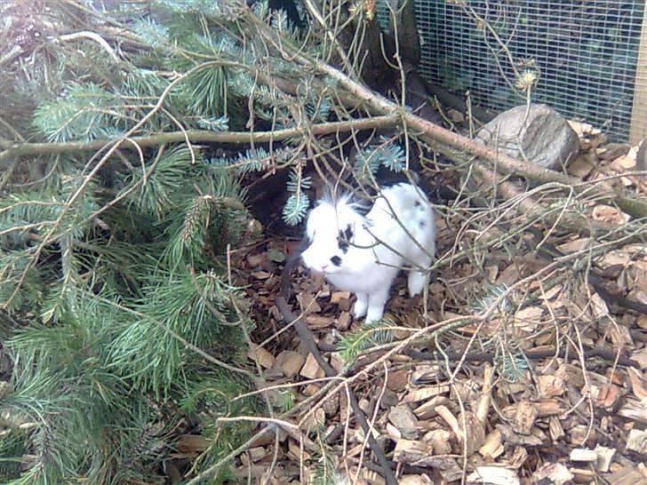 Kanin Silke billede 11