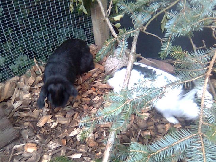 Kanin Silke billede 12