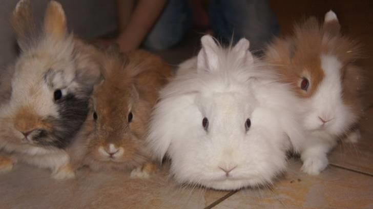 Kanin Stengaardens Monty - Velkommen til Stengaardens Monty ;)<3 billede 1