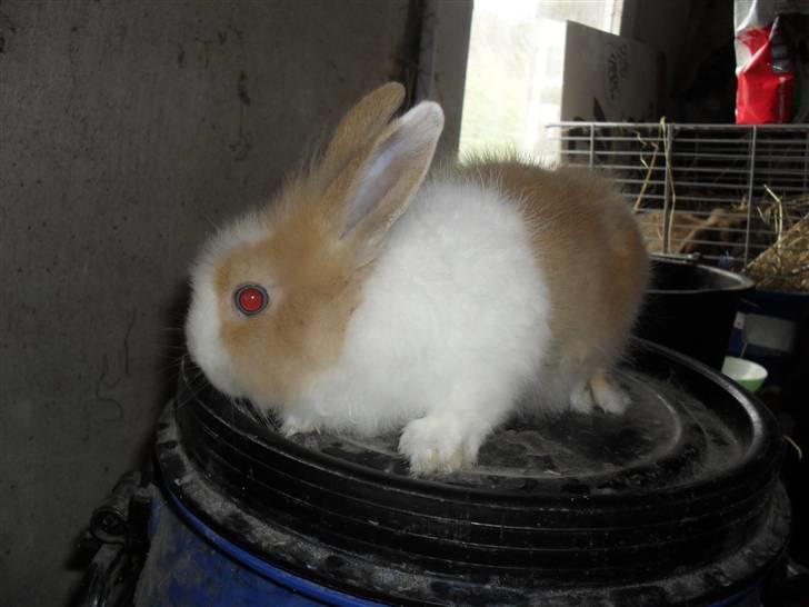 Kanin Stengaardens Monty billede 2