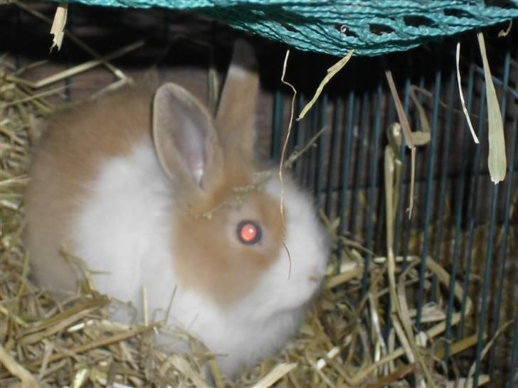 Kanin Stengaardens Monty billede 3