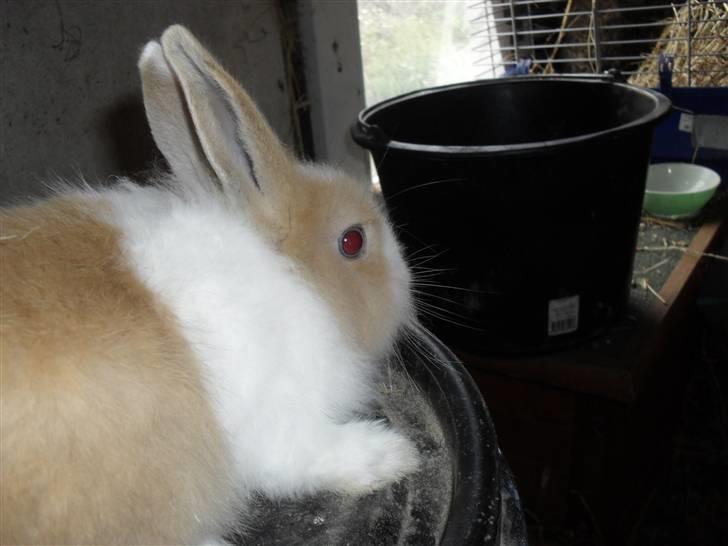 Kanin Stengaardens Monty billede 4