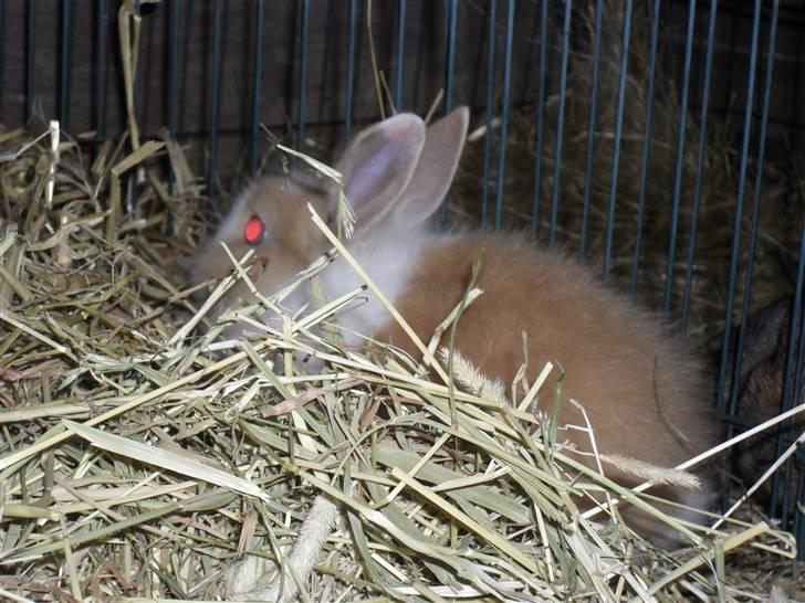 Kanin Stengaardens Monty billede 5