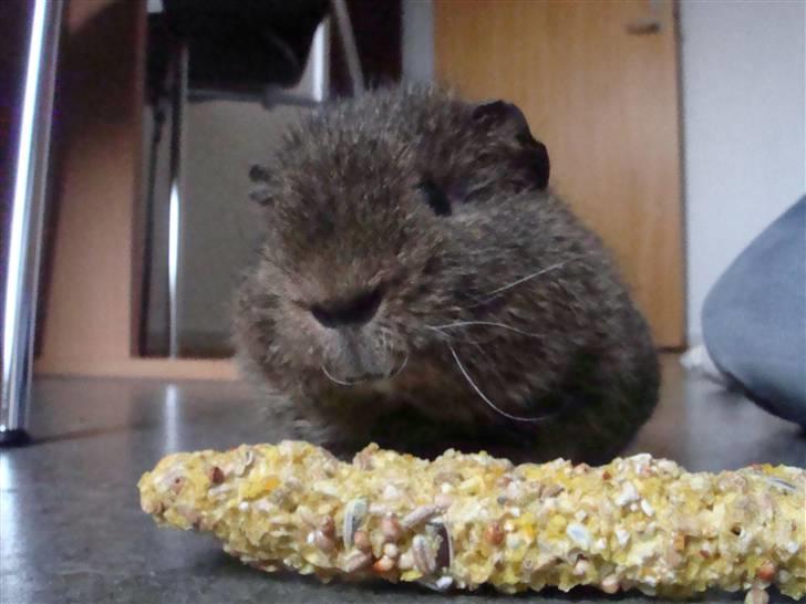 Marsvin Charlie - Velkommen til Charlies profil :)  billede 1