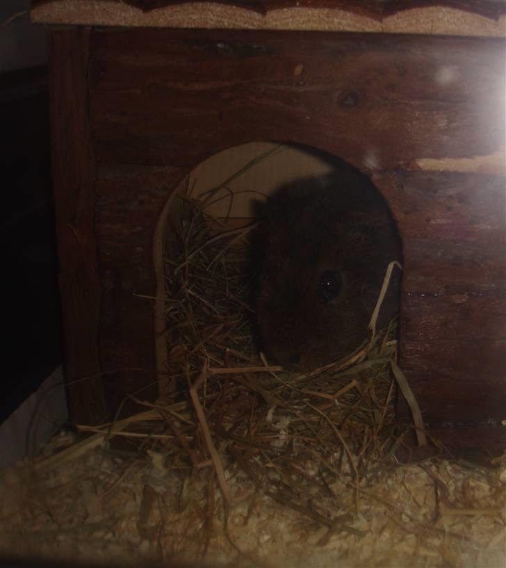 Marsvin Charlie - Dengang Charlie ikke var ret gammel og verden uden for huset var MEGET farlig billede 2