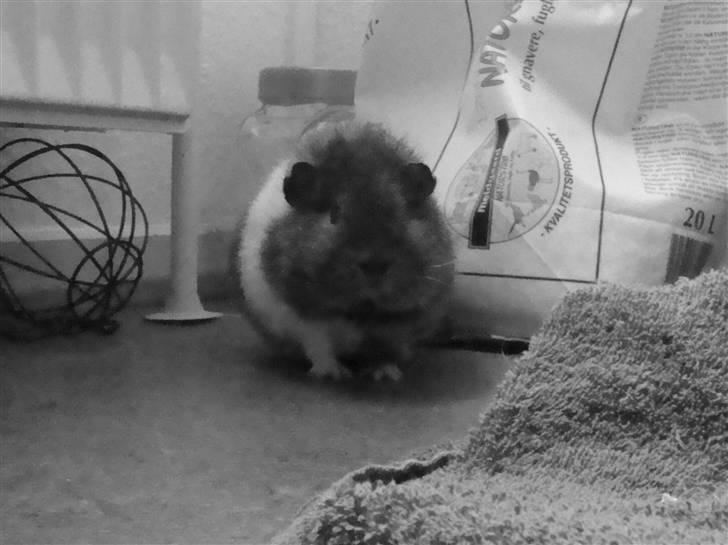 Marsvin Charlie - hej hej..  billede 3