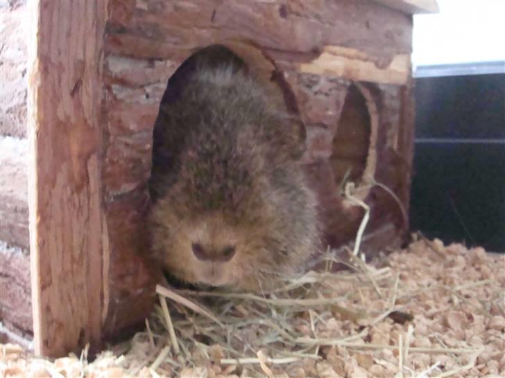 Marsvin Charlie - Hallooo.. er der nogle deromme. billede 4