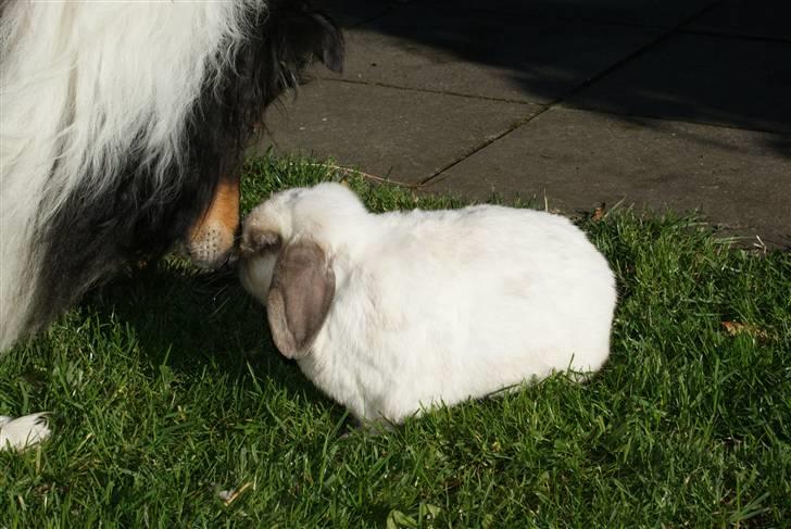 Kanin | Sofus R.I.P. - Lucca hilser lige på Sofus. billede 11