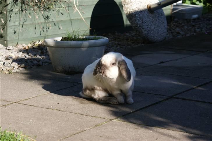 Kanin | Sofus R.I.P. billede 12