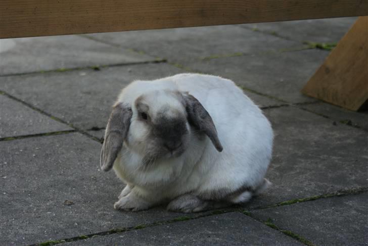 Kanin | Sofus R.I.P. billede 13