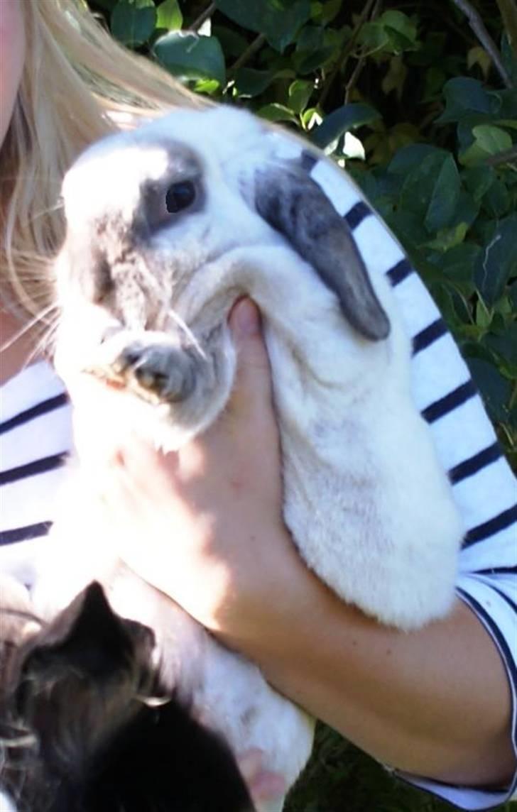 Kanin | Sofus R.I.P. billede 14