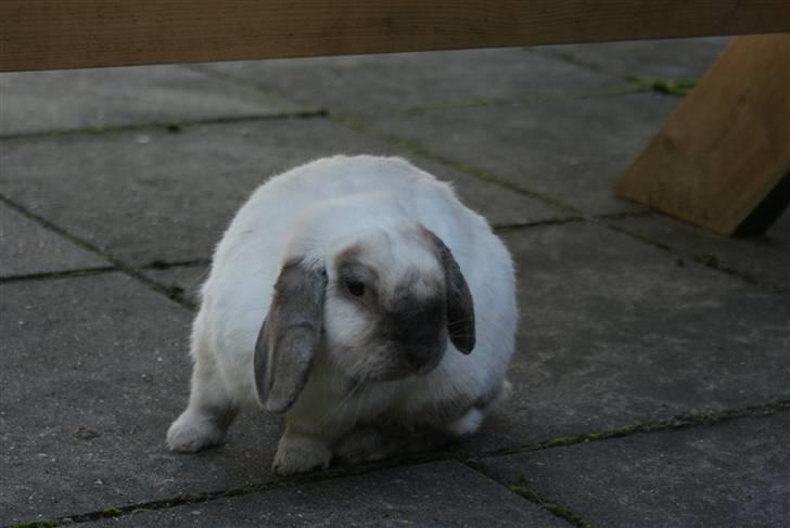 Kanin | Sofus R.I.P. billede 15