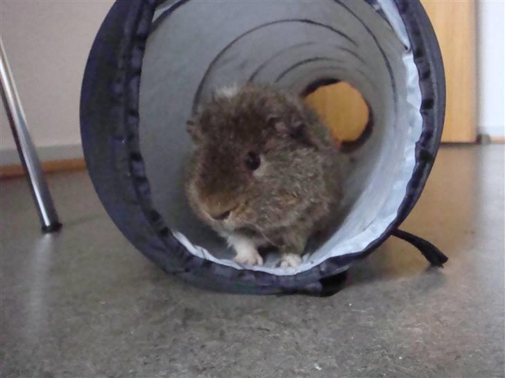 Marsvin Charlie - Charlie elsker at løbbe stærkt i røret.. billede 5