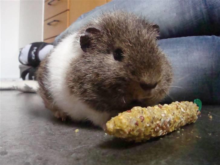 Marsvin Charlie - Madtid :) billede 6