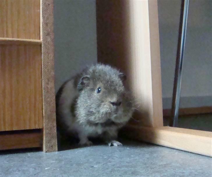 Marsvin Charlie - Sikkerhedstjek..  billede 7