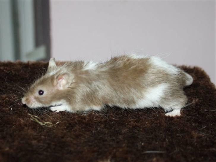 Mus MG Gloria R.I.P billede 6