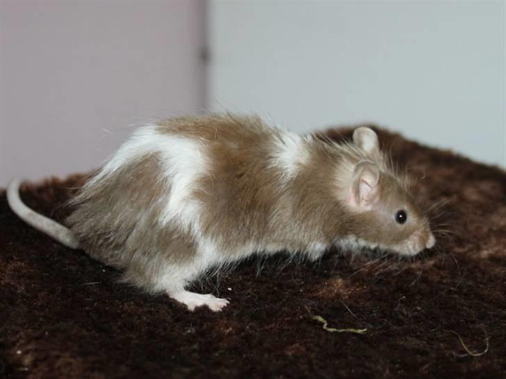 Mus MG Gloria R.I.P billede 7