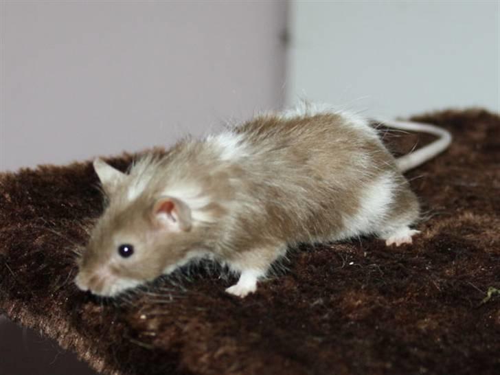 Mus MG Gloria R.I.P billede 8