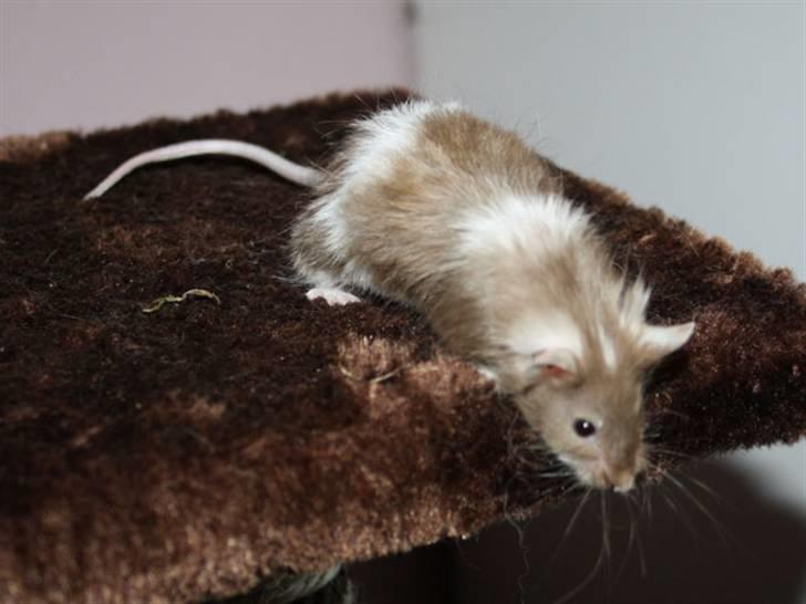 Mus MG Gloria R.I.P billede 9