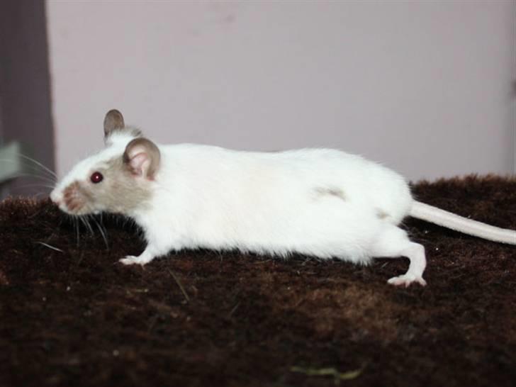 Mus Beauty  R.I.P billede 6