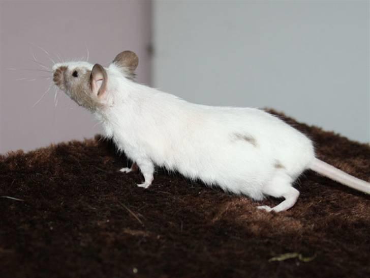 Mus Beauty  R.I.P billede 7