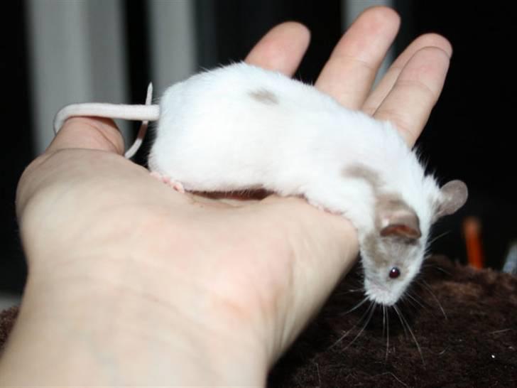 Mus Beauty  R.I.P billede 8