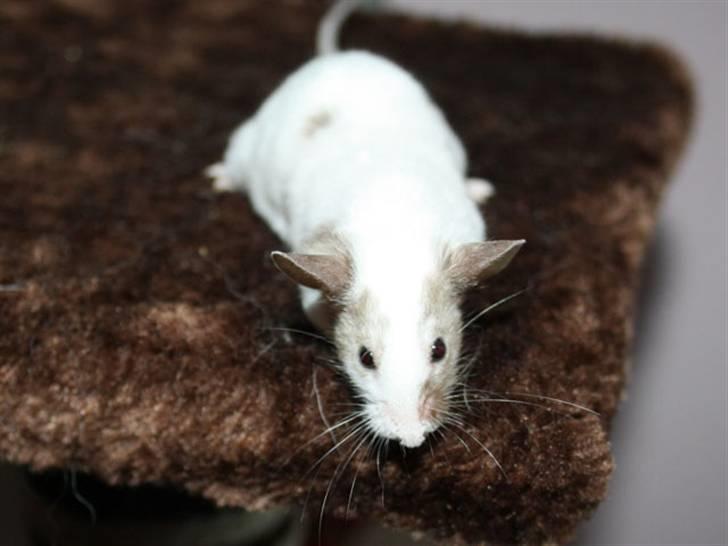 Mus Beauty  R.I.P billede 9