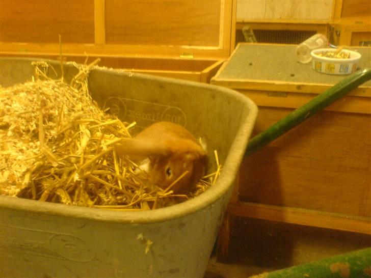 Kanin Grundet Bakkes Estella - Skøøøønt at hoppe over i trillebøren, når mor muger ud :b billede 3