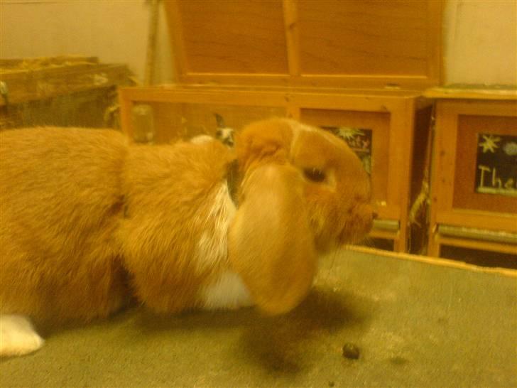 Kanin Grundet Bakkes Estella - På gåtur oven på buret ;D billede 4