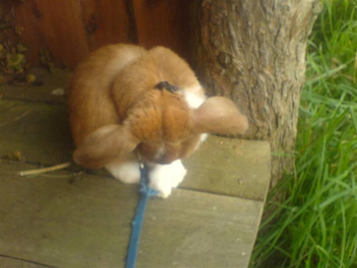 Kanin Grundet Bakkes Estella - Udenfor for første gang :* billede 5