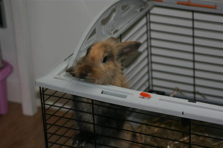 Kanin Nynne  *meget savnet* billede 12