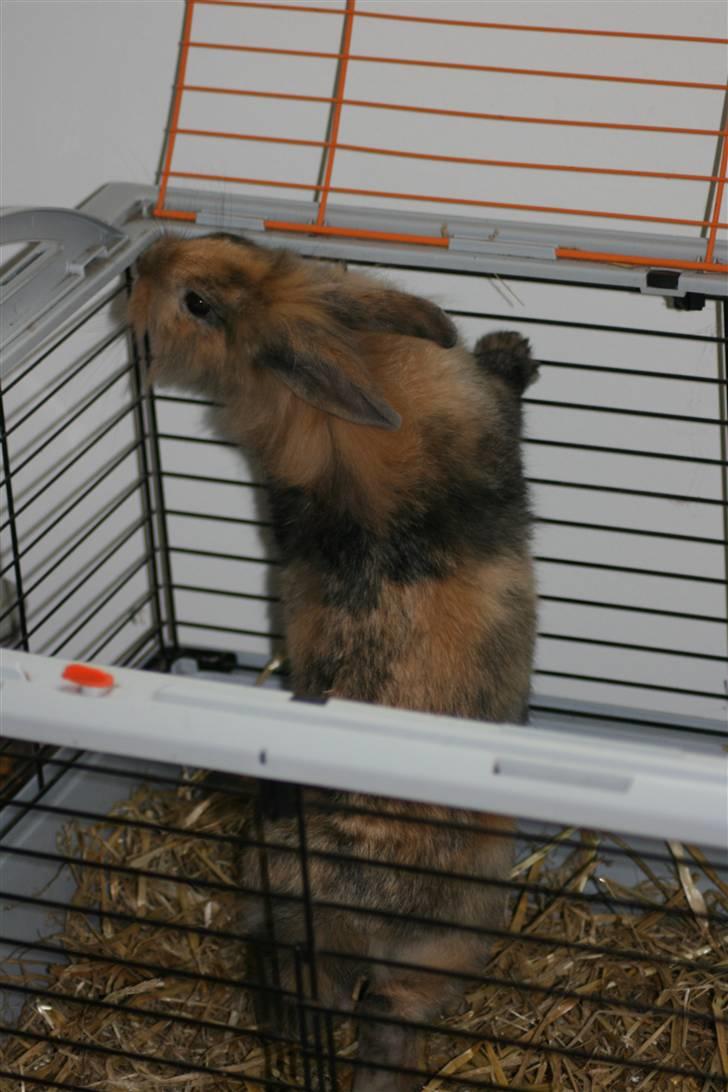 Kanin Nynne  *meget savnet* billede 13