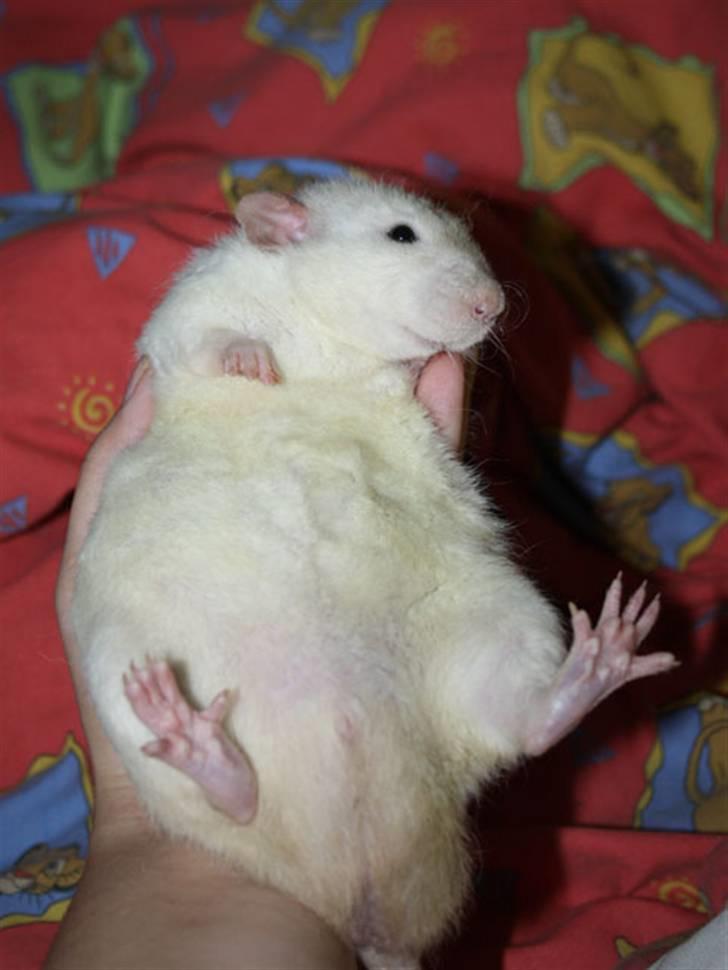 Tamrotte Alenya's Hvem billede 7