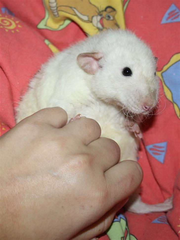 Tamrotte Alenya's Hvem billede 8