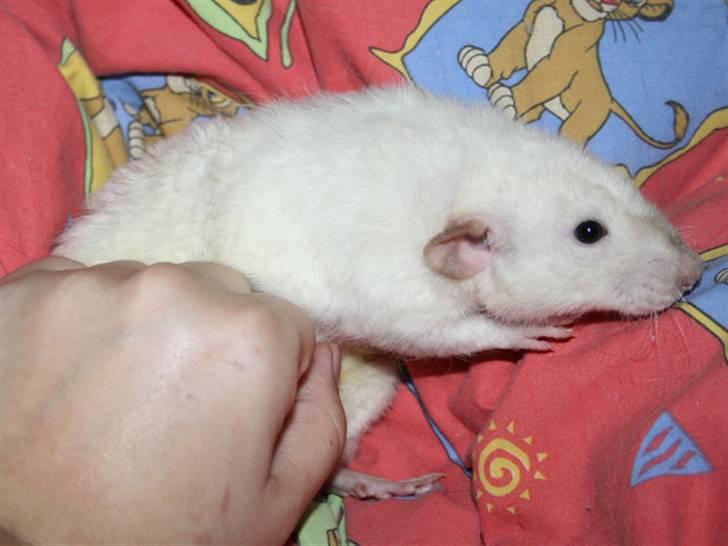 Tamrotte Alenya's Hvem billede 9