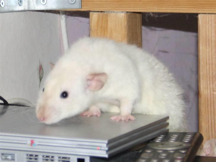 Tamrotte Alenya's Hvem billede 10