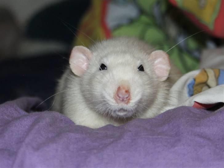 Tamrotte Alenya's Beaker  R.I.P billede 9