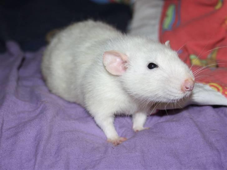 Tamrotte Alenya's Beaker  R.I.P billede 10